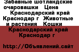 Забавные шотландские очаровашки › Цена ­ 4 000 - Краснодарский край, Краснодар г. Животные и растения » Кошки   . Краснодарский край,Краснодар г.